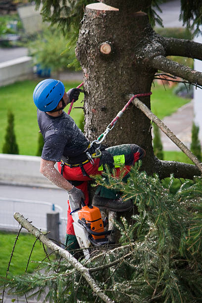 Why Choose Our Tree Removal Services in Pukalani, HI?