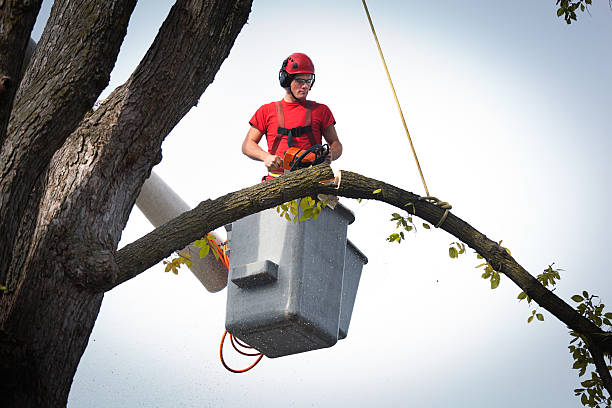 Best Tree Removal  in Pukalani, HI